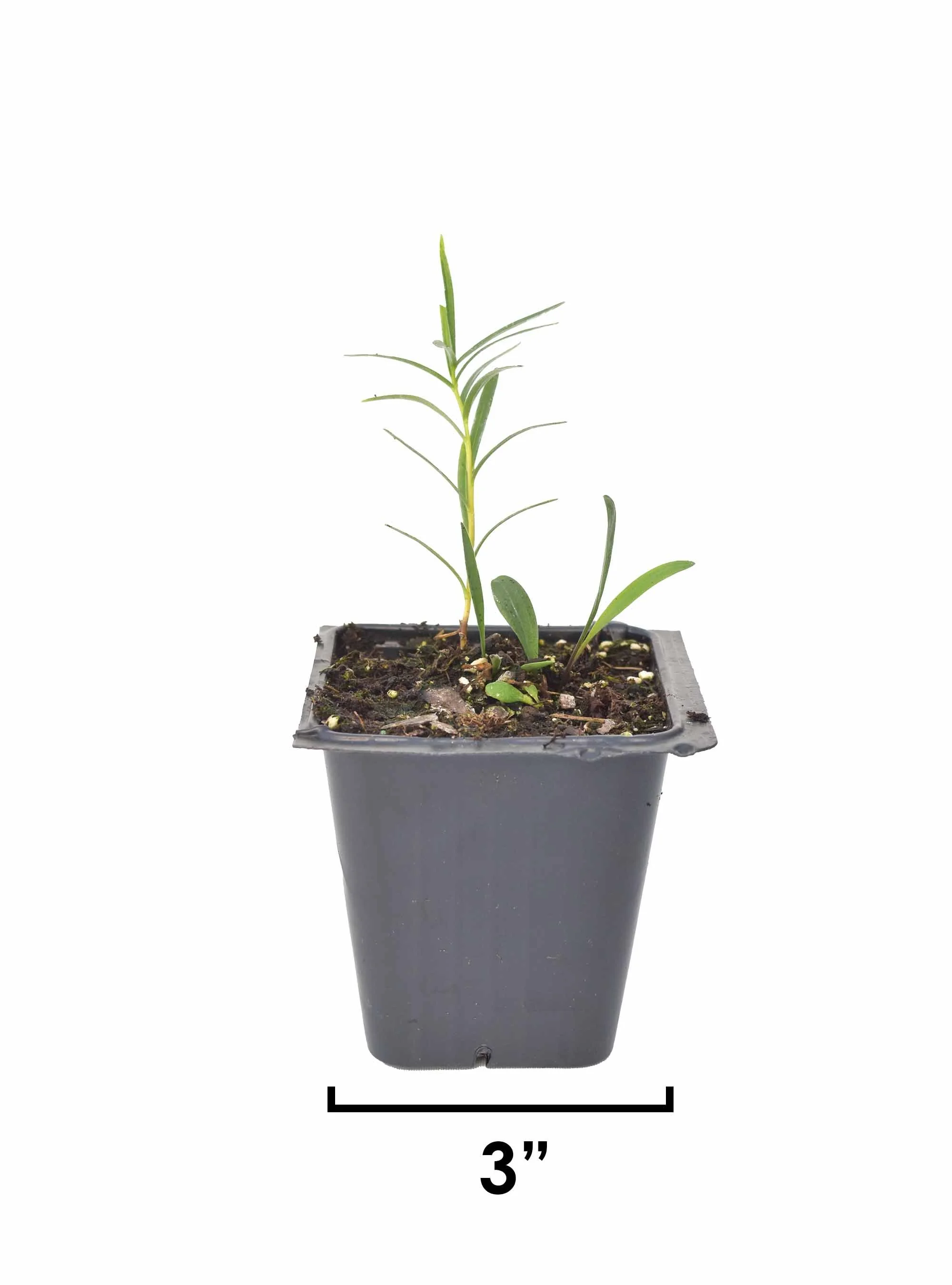 Prairie/Wood Lily (Lilium philadelphicum) 3-pack of pots — Blazing